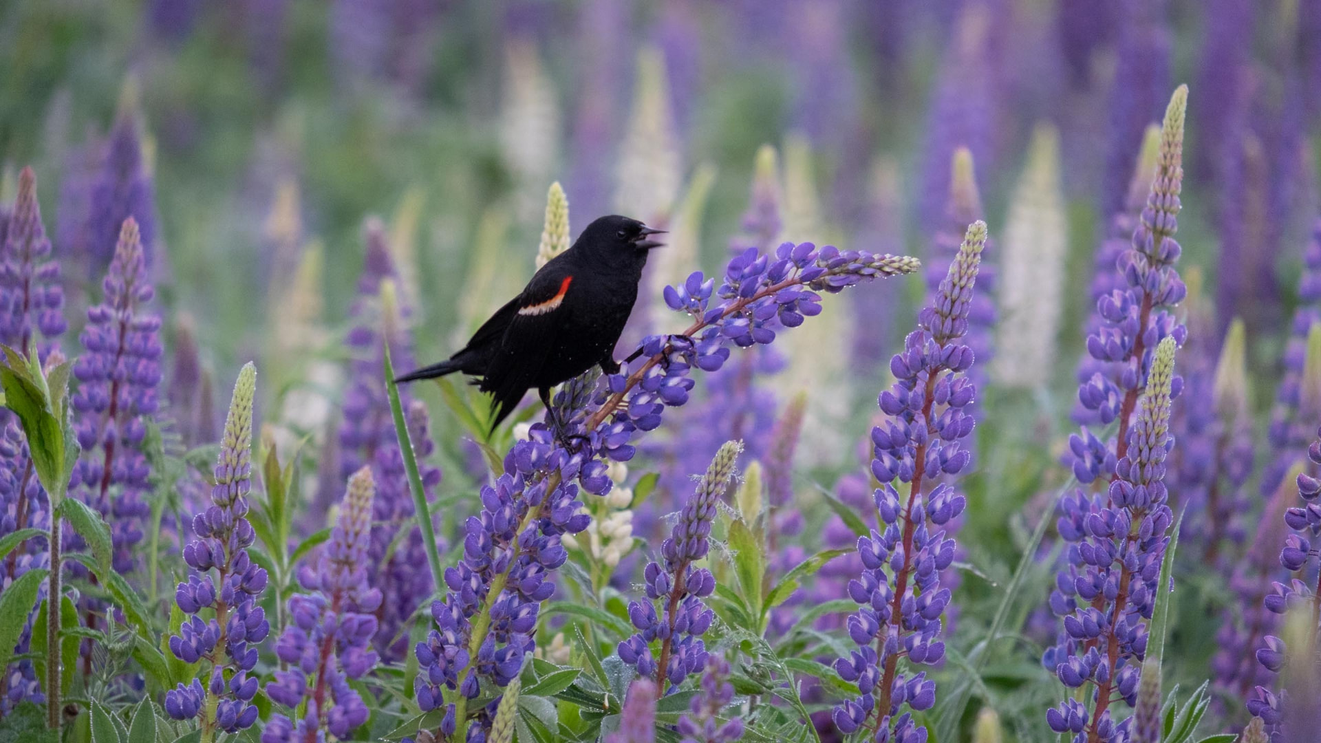 2023-06 Lupin and Blackbird — Photograph by David Griffin