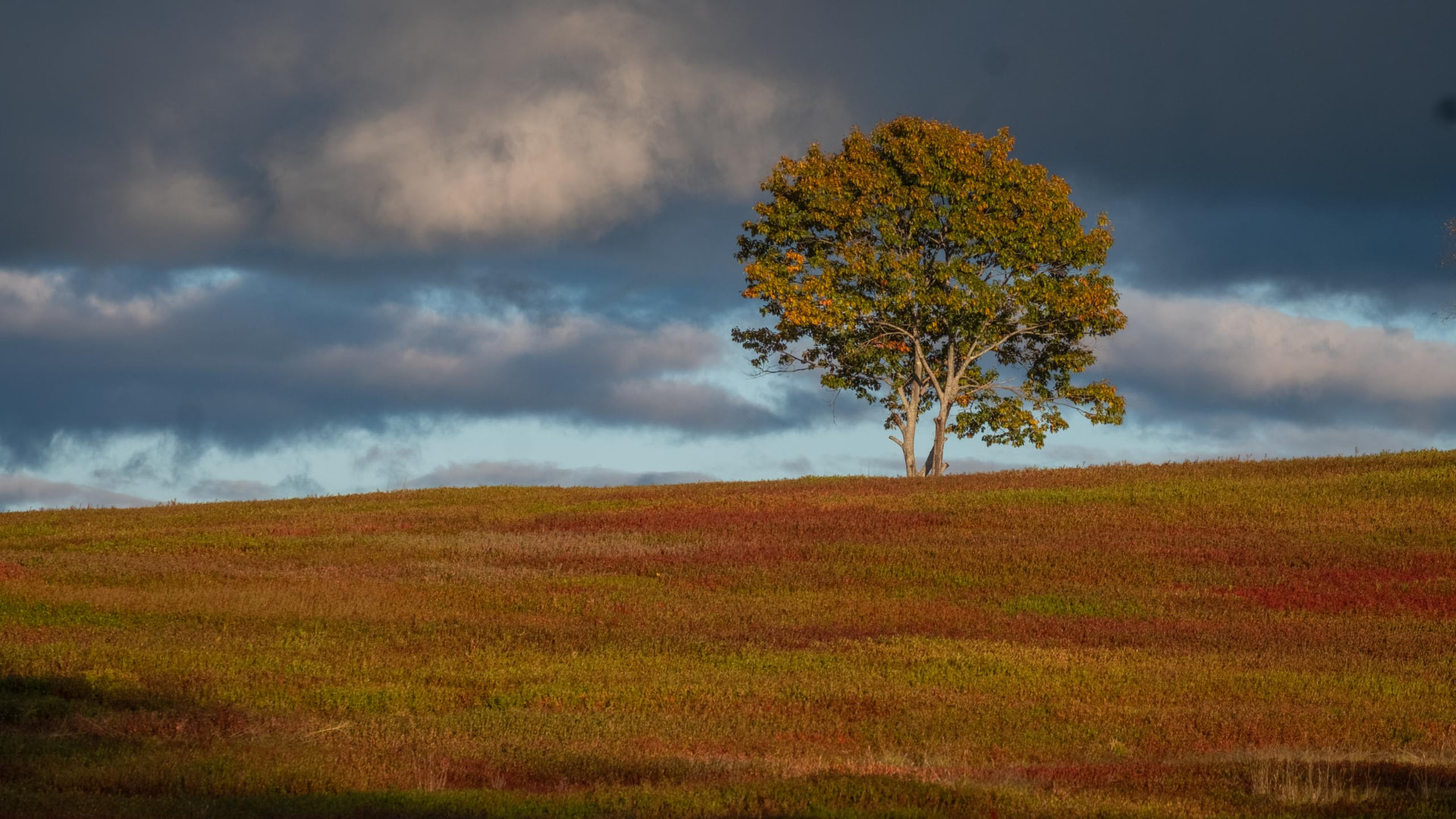 2023-10 Blueberry Field — Photograph by David Griffin